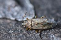 Nysius