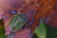 Palomena prasina