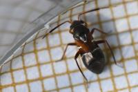 Pilophorus cinnamopterus