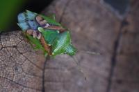 Cyphostethus tristriatus