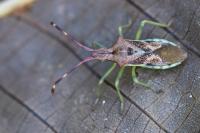 Gonocerus juniperi