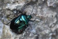 Zicrona caerulea
