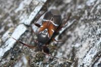 Pilophorus cinnamopterus