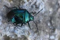 Zicrona caerulea