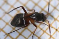 Pilophorus cinnamopterus