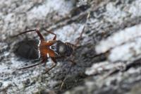 Pilophorus cinnamopterus
