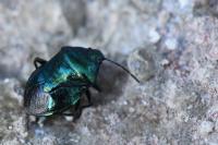 Zicrona caerulea