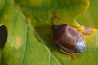 Piezodorus lituratus