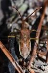Gonocerus juniperi
