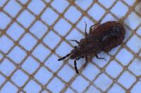 Aradus cinnamomeus