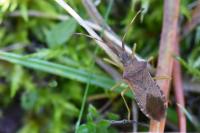Gonocerus acuteangulatus