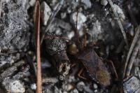 Gonocerus acuteangulatus