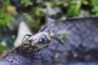 Lygus rugulipennis