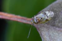 Pinalitus cervinus