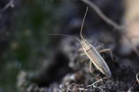 Stenodema calcarata
