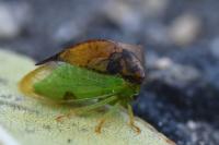 Stictocephala alta