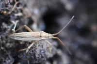 Stenodema calcarata