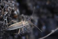 Stenodema calcarata