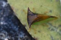 Stictocephala alta