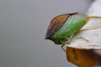 Stictocephala alta