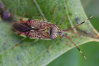 Pantilius tunicatus