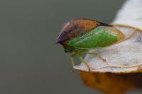 Stictocephala alta