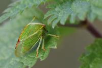 Stictocephala alta