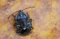 Holcogaster fibulata