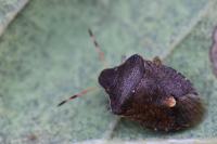 Peribalus strictus