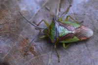 Acanthosoma haemorrhoidale