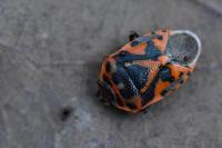 Eurydema ornata