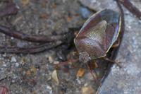 Piezodorus lituratus