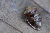 Elasmucha grisea