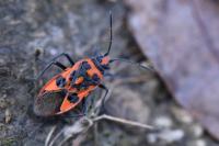 Corizus hyoscyami
