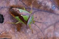Acanthosoma haemorrhoidale