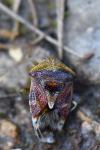 Elasmucha grisea