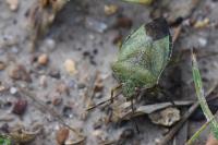 Palomena prasina
