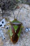 Acanthosoma haemorrhoidale