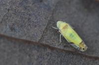 Eurhadina