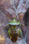 Elasmostethus interstinctus