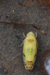 Eurhadina