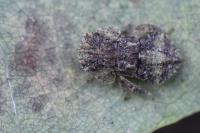 Ledra aurita