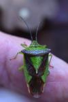 Acanthosoma haemorrhoidale