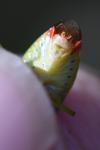 Elasmostethus interstinctus