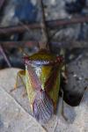 Acanthosoma haemorrhoidale