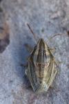 Aelia acuminata