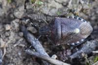 Dolycoris baccarum