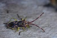 Gonocerus juniperi