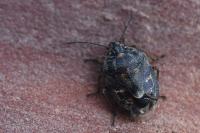 Holcogaster fibulata