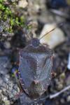 Palomena prasina